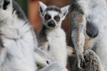 Family of Lemurs