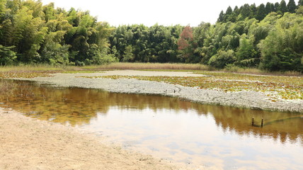愛知 緑地公園 散策 ハイキング 水 池 湖 水辺 蓮の葉