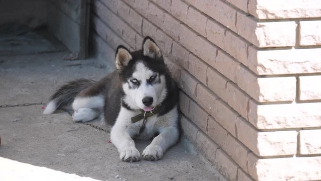 Young husky puppy sitting chained to a chain.