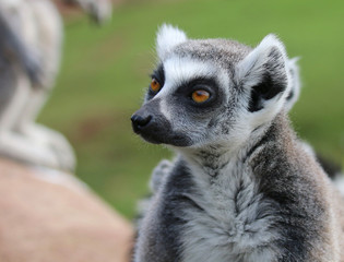 Lemur looking to the left