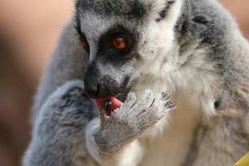 Lemur licking it's hand