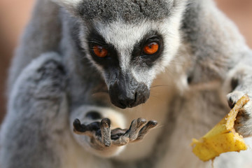 Lemur looking down at it's hand