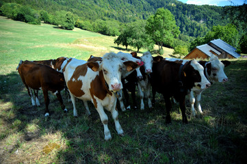 Fototapeta na wymiar troupeau de vache en montagne