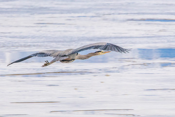 Great blue heron in winter