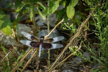 Dragonfly 2