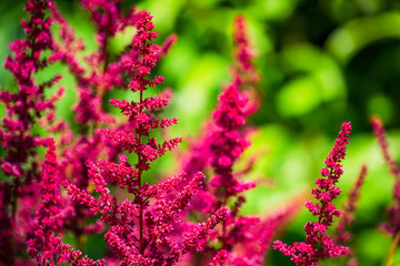 Perennial plant False Spirea on a green background with bokeh