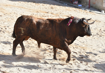 bull in spain