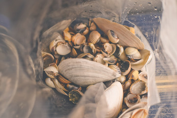 Muscheln in T&uuml;te