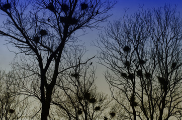 Fototapeta na wymiar Birds nest in treetop