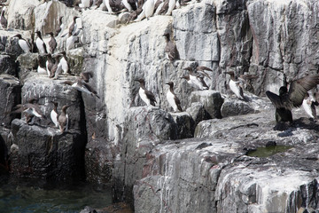 Guillemots on a rock ledge in the Farne Islands 2