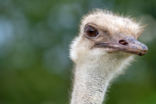The head of an ostrich closeup on a green background. Side view.