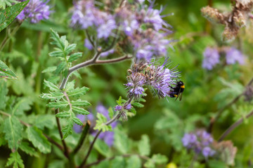 Hummel auf Phacelia Blume