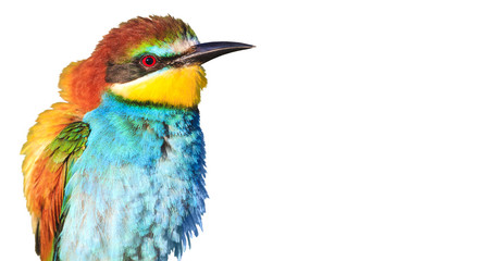 exotic bird with feathers sticking out to the side isolated on white
