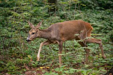 Roe deer in forest, Capreolus capreolus. Wild roe deer in nature.