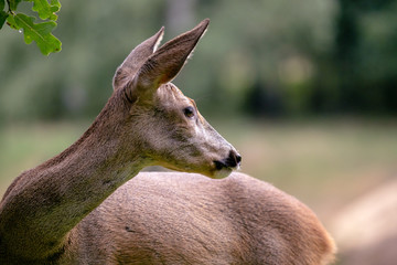 Roe deer in forest, Capreolus capreolus. Wild roe deer in nature.