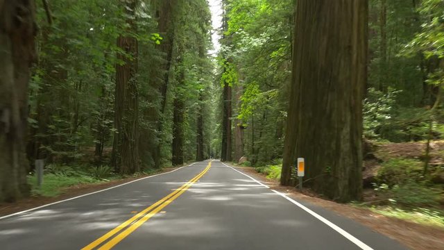 Point-of-view driving  time lapse on Avenue of the Giants through a portion of Humboldt Redwoods State Park, California.