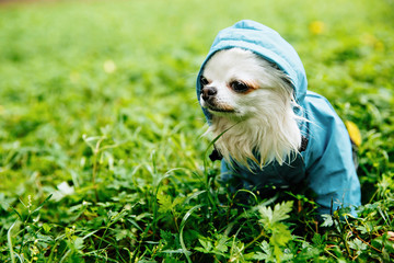 funny chihuahua dog posing in a raincoat outdoors by a puddle