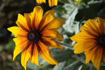 Yellow spring flowers on a flower bed. Yellow summer flowers. Yellow petals. Macro.