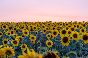 
Field of sunflowers at sunset. Russian fields. Russian landscape. Ryazan region.
