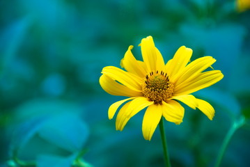 Yellow spring flowers on a flower bed. Yellow summer flowers. Yellow petals. Macro.