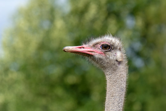The head of an ostrich closeup on a green background. Side view.