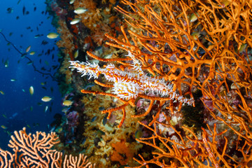 A beautiful Ornate Ghost Pipefish near matching corals on a tropical coral reef