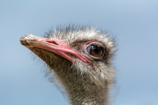 The head of an ostrich closeup on a blue background.