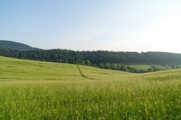 Grass on the meadow. Slovakia