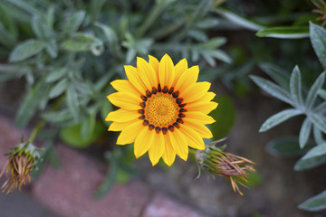 Very beautiful, yellow, delicate flower growing on the lawn with flowers. Nice warm background and decoration.