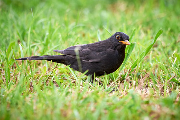 Common blackbird male (Turdus merula) searching for food