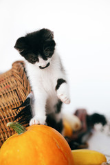 Cute kitty standing on pumpkin at cozy wicker basket and zucchini in light on wooden background. harvest and hello autumn concept. Happy Thanksgiving and Halloween.