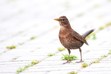 Common blackbird female (Turdus merula) searching for food