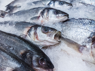 Variety of sea fishes on the counter in a greek fish shop