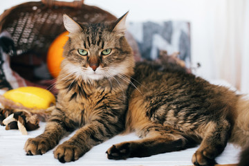 Angry tabby cat sitting at pumpkin and zucchini in cozy wicker basket in light on wooden background. harvest and hello autumn concept with space for text. Happy Thanksgiving