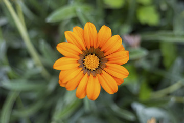 Very beautiful, orange, delicate flower, grows on the lawn with flowers. Nice warm background and decoration.