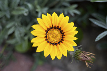 Very beautiful, yellow, delicate flower, on the flower bed. Nice warm background and decoration.