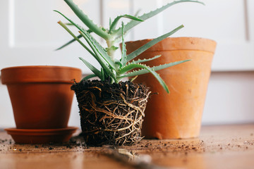 repotting plant. aloe vera with roots in ground repot to bigger clay pot indoors. care of plants....