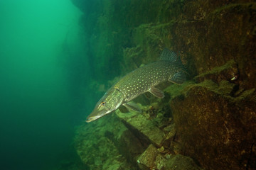 Fototapeta premium northern pike, esox lucius, czech dive