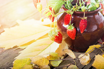 Wild strawberry on a stalk in a ceramic pot.