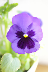 Purple Petunie