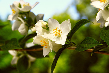 Wild crab Apple Blossoms - Malus Sylvestris