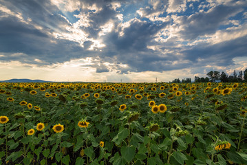 Obraz premium Sunflower field at sunset.