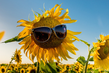 Sunflower in sunglasses. Russian field. Autumn. Ryazan region. Russia.
