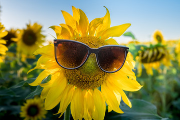 Sunflower in sunglasses. Russian field. Autumn. Ryazan region. Russia.
