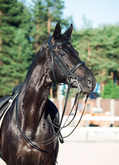 portrait of sportive dressage black stallion