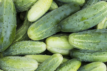Green cucumbers, stacked. Harvested crop.