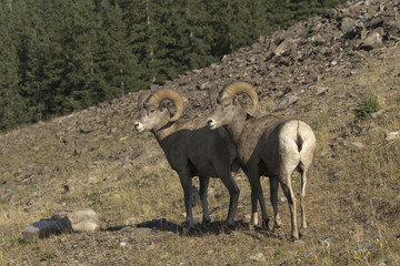 Obraz na płótnie Canvas Pair of Rocky Mountain Sheep rams on slope in Alberta