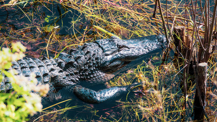 Fototapeta premium Alligator in the Everglades