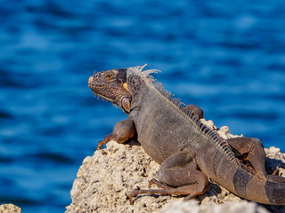 Iguana on the Beach