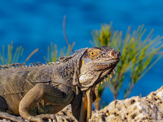 Iguana by the Ocean